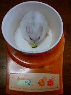 よんじゅ～ぅ、ぐぅぉえ～