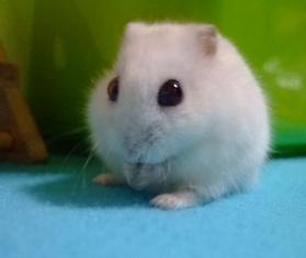 わたあめ3