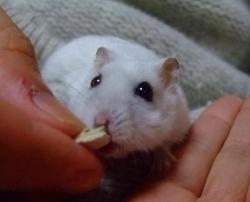 わってもらうの