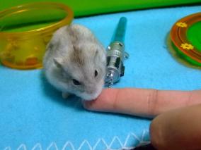 取り換えっこ8