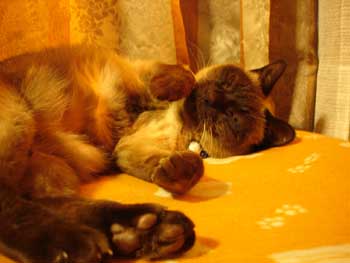 満腹の猫に何を言ってもムダ.jpg