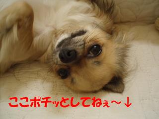 pochi.JPG