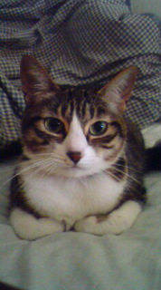 !cid_01@080707.185532@_____D903i@docomo.ne[1]