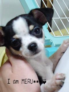 僕、ＭＥＲＵっていうの***♪