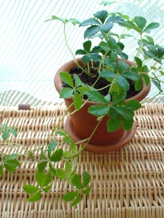 シュガーバイン