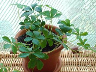 シュガーバイン