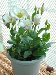 トルコキキョウ