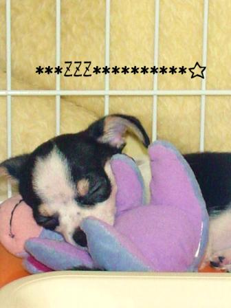 わんこは毛皮を着た小さな子供だね♪