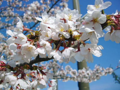 愛知の桜