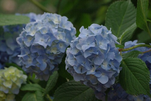 ブルーのアジサイ２.jpg