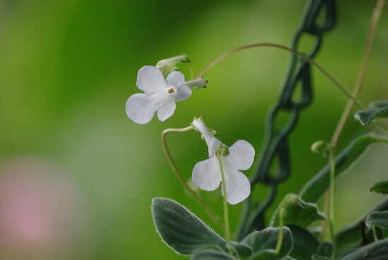 白い花　１.jpg