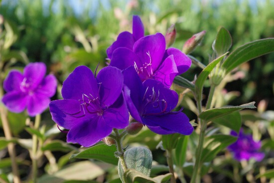 紫色の花.jpg