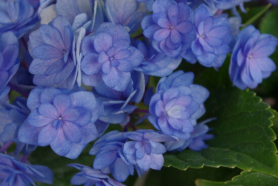 庭の紫陽花.jpg