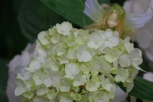 白いアジサイ２.jpg