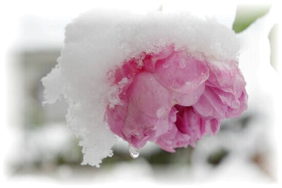 雪をかぶった薔薇　１.jpg