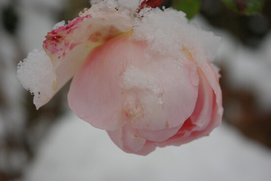 雪をかぶった薔薇　２.jpg
