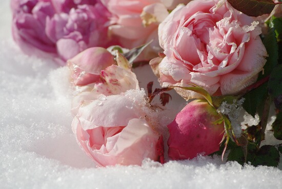 雪の中で咲いていた薔薇達.jpg