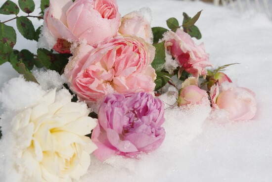 雪の中で咲いていた薔薇達　２.jpg