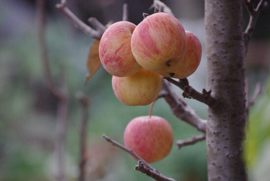 リンゴの木.jpg