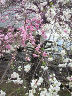 我が家でお花見