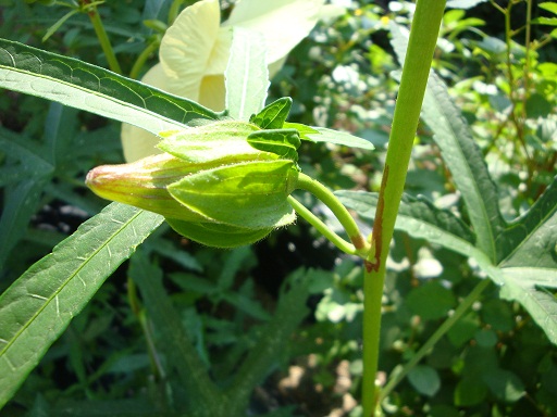 花オクラの蕾