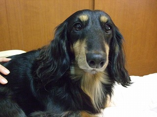 ミナミの腹時計