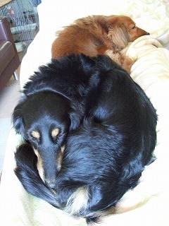 イス＋オットマン＋主人＋ワンコ２匹