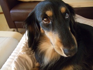 ミナミの上目遣い