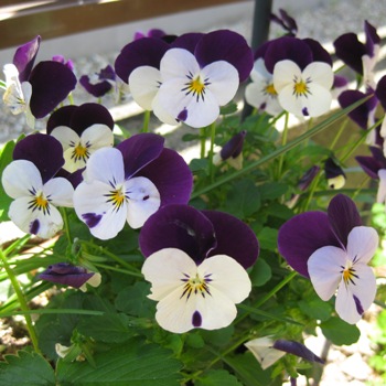 ホワイトジャンプアップ