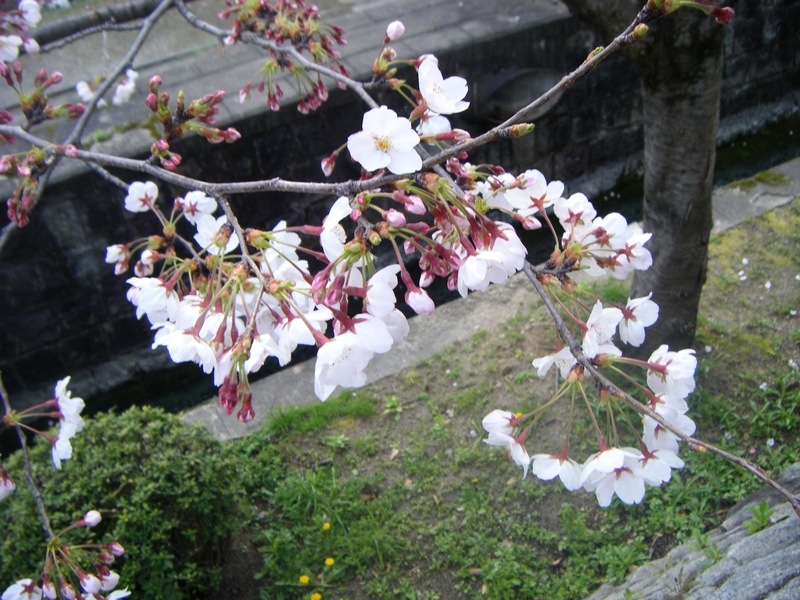 疎水の桜３