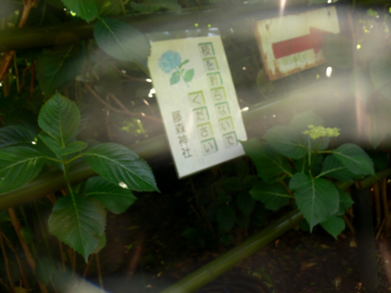 あじさい祭り・字・2