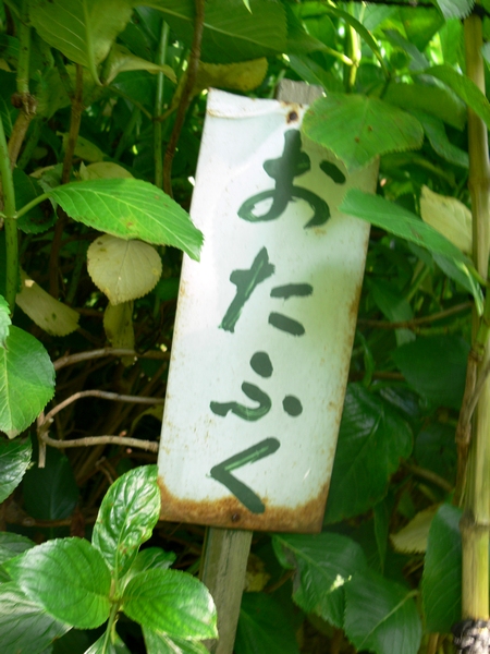 あじさい祭り・字・6