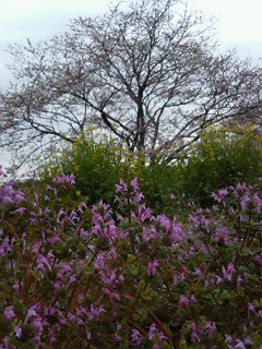 今井の桜はこれから(2)