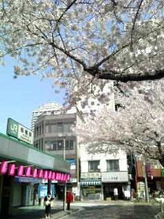 板橋駅の桜も満開