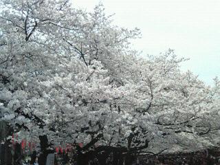 上野の桜が満開(2)