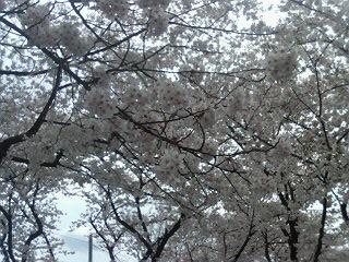 上野の桜が満開(3)