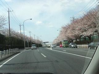 我孫子市の桜　車から