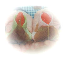 さくら雛（御菓子司　花柳）