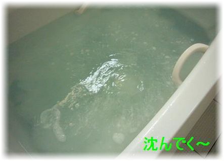 img63302.jpg