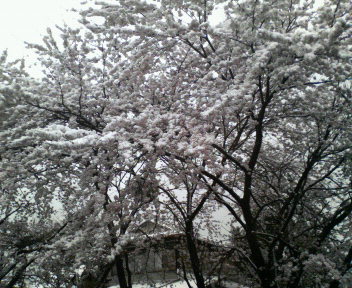 桜雪