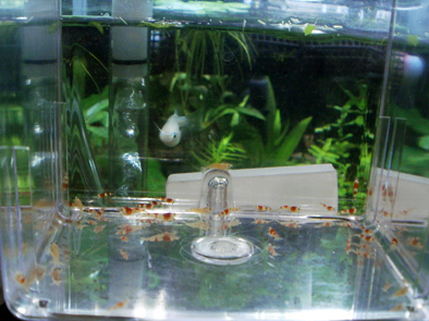 110604サテライト2