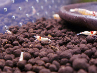 110607モスラ水槽1