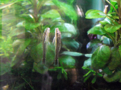 110618オトシンネグロ1