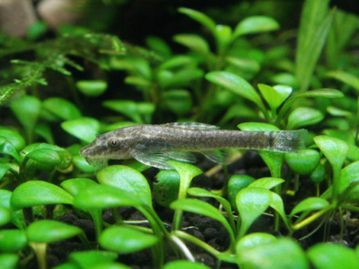 110618オトシンネグロ2