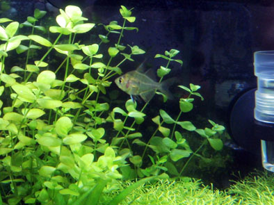 110610インディアン