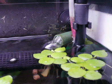 110726フィルター