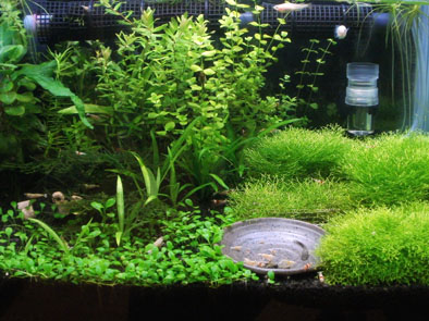 110701水草水槽
