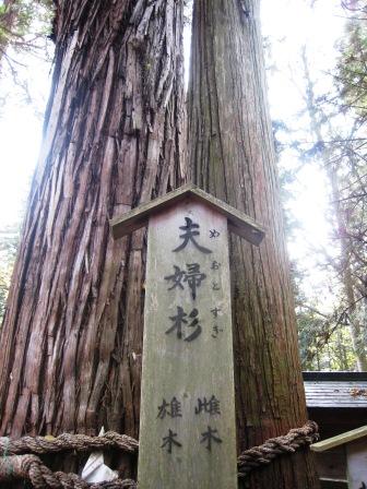小野神社・夫婦杉