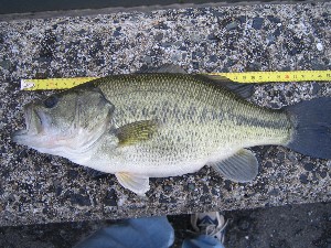 釣果 スピナベフィーバー 釣りとかガサガサとか色々 北九州 楽天ブログ