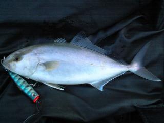 カンパチ 釣りとかガサガサとか色々 北九州 楽天ブログ